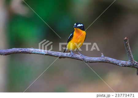 Male Yellow-rumped flycatcher in nature Male Yellow-rumped flycatcher in nature 23773471