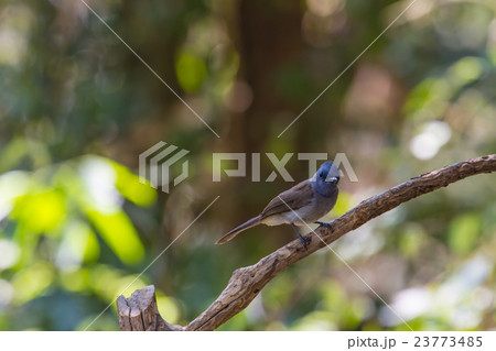 Black-naped Monarch in nature 23773485