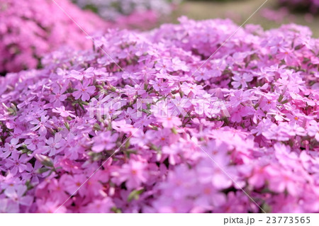 芝桜 23773565