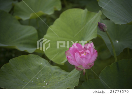 蓮の花一輪 蓮の花一輪 23773570