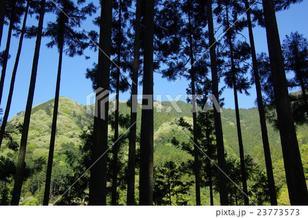杉林と里山 杉林と里山 23773573