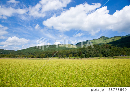 青空と稲 23773649