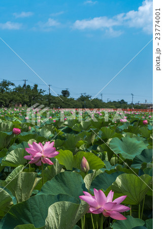 高田公園の蓮 高田公園の蓮 23774001