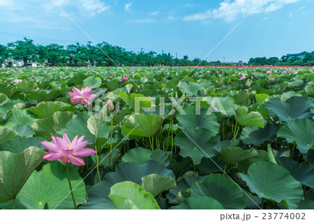高田公園の蓮 高田公園の蓮 23774002