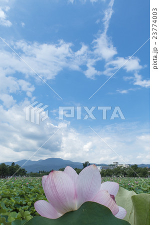 高田公園の蓮 23774003