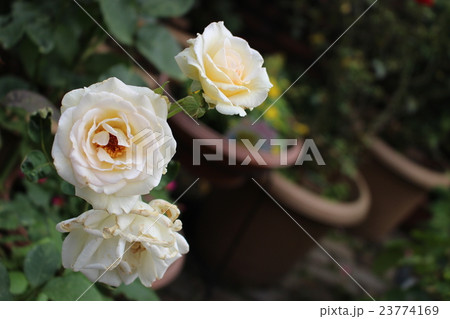 バラ　白い 23774169