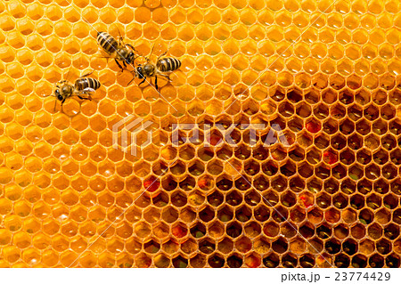 closeup of bees on honeycomb in apiary closeup of bees on honeycomb in apiary 23774429