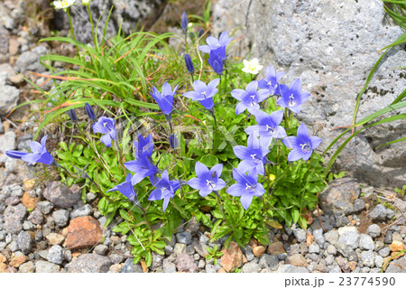 イワギキョウ 23774590