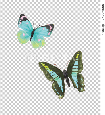 蝶 イラスト リアルのイラスト素材