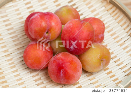 プラム　大石早生 23774654