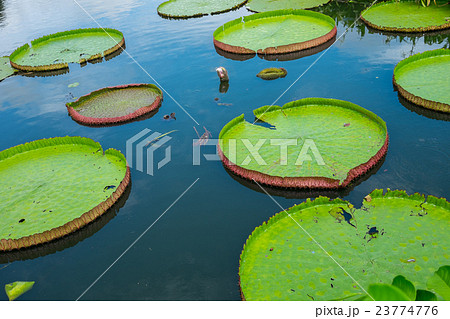 Victoria waterlily floating on the water Victoria waterlily floating on the water 23774776