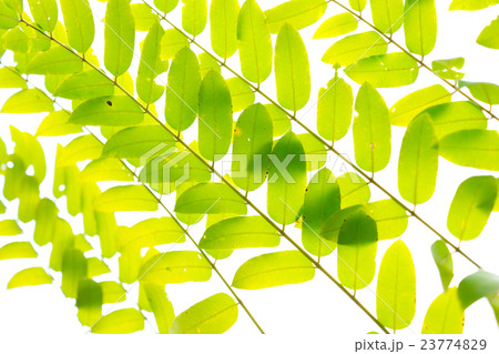 Beautiful green leaves as background 23774829