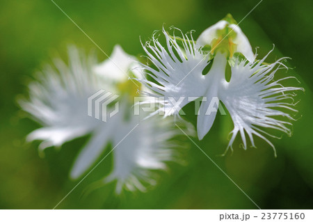 サギ草　鷺草　 23775160