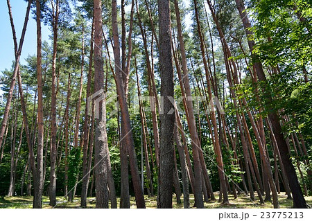 アカマツ林 23775213