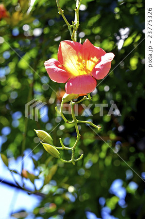 ノウゼンカズラ(凌霄花) ノウゼンカズラ(凌霄花) 23775326