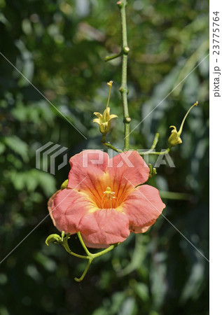 ノウゼンカズラ（凌霄花） 23775764