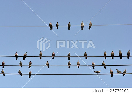 電線にとまるハト 23776569