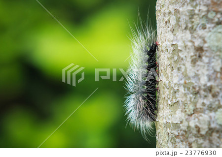 Macro furry caterpillar on tree and blur background Macro furry caterpillar on tree and blur background 23776930
