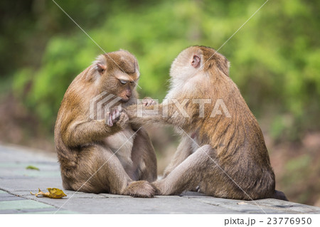 A brown monkey checking for fleas and ticks in the female A brown monkey checking for fleas and ticks in the female 23776950
