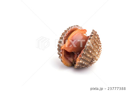 Raw blood cockle isolated on white background Raw blood cockle isolated on white background 23777388