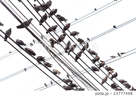 Group of pigeon on an electric wire isolated on white 23777498
