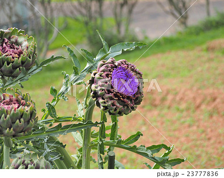 アーティチョーク 23777836