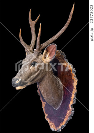 Deer head model 23778022
