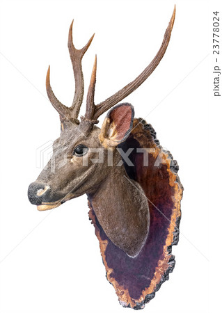 Deer head model Deer head model 23778024