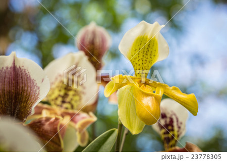 Paphiopedilum (orchid) in public garden, Chiang Rai province, Thailand 23778305