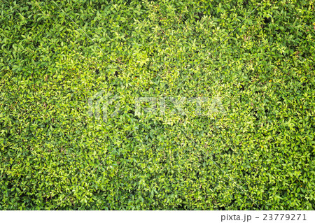Pattern green plant wall texture and background 23779271
