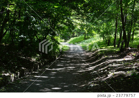夏の光降り注ぐ森の小路 夏の光降り注ぐ森の小路 23779757