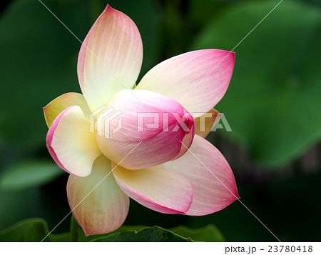 六月　ハスの花 23780418