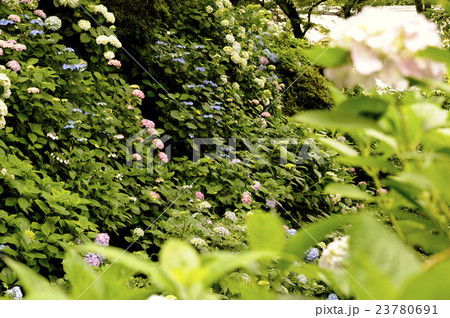 あじさい　花 23780691