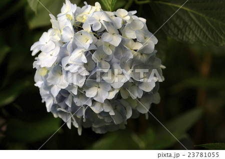 紫陽花　あじさいのアップ 23781055
