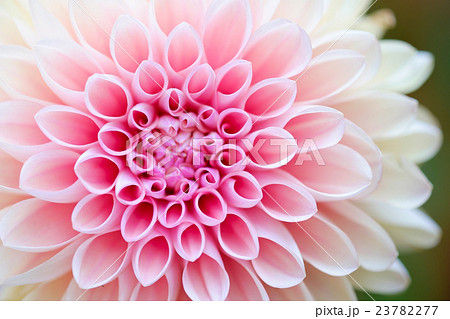 花 23782277