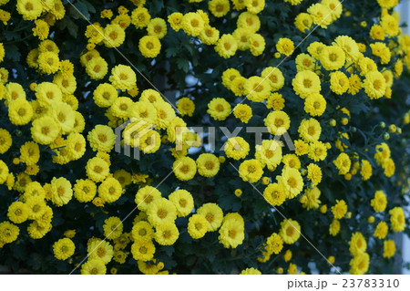 小菊 カーペットマム 小菊 カーペットマム 23783310