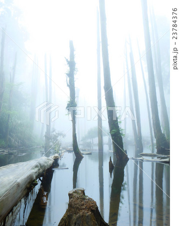 林 森 樹林 23784376