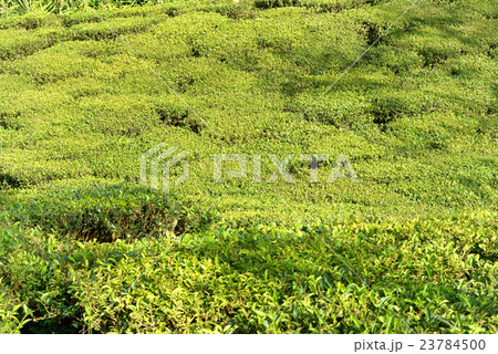 Green tea bushes Green tea bushes 23784500