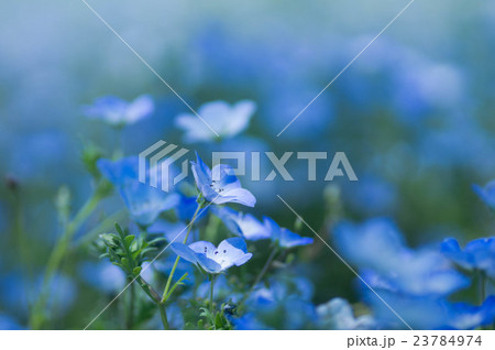 ネモフィラ ネモフィラ 23784974