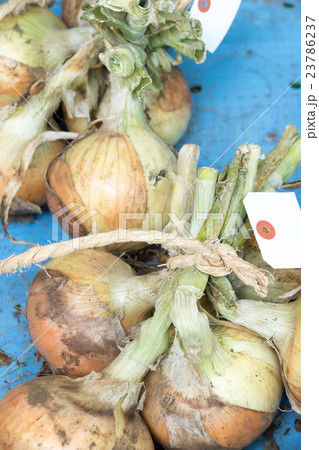 タマネギ　直売所 23786237