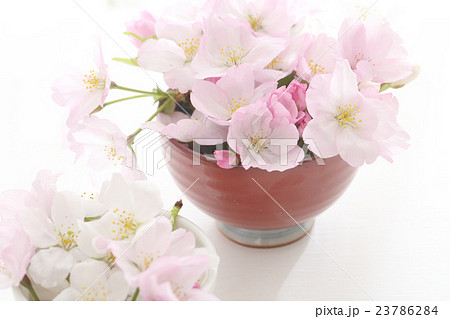 桜 23786284