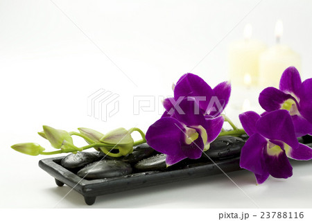 Beautiful purple orchid 23788116