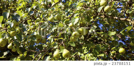 Green pears 23788151