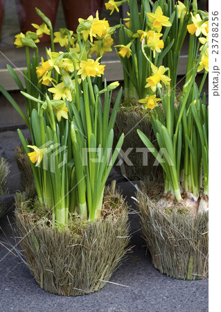 daffodils daffodils 23788256