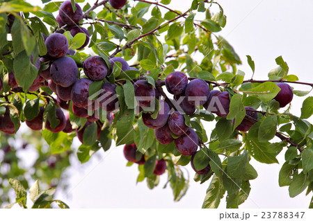plum fruit garden in summer plum fruit garden in summer 23788347