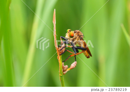 アオメアブ アオメアブ 23789219