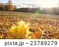 Autumn foliage in the sunlight 23789279