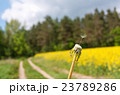 Lonely dandelion seed 23789286
