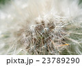 Dandelion abstract closeup 23789290