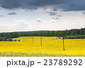 Yellow oilseed rape field 23789292